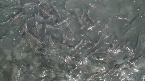 a swirling school of bonefish in clear waters near the surface, aerial view