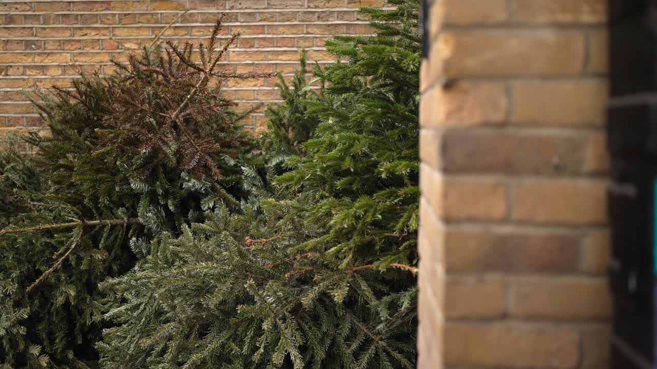 мертвые коричневые и зеленые рождественские елки, выброшенные на тротуар на улице, с мусором, проблема экологии и окружающей среды