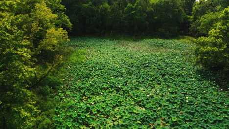 Aerial-View-Of-Water-Hyacinth-Plants-In-The-Pond-Surrounded-By-Green-Trees