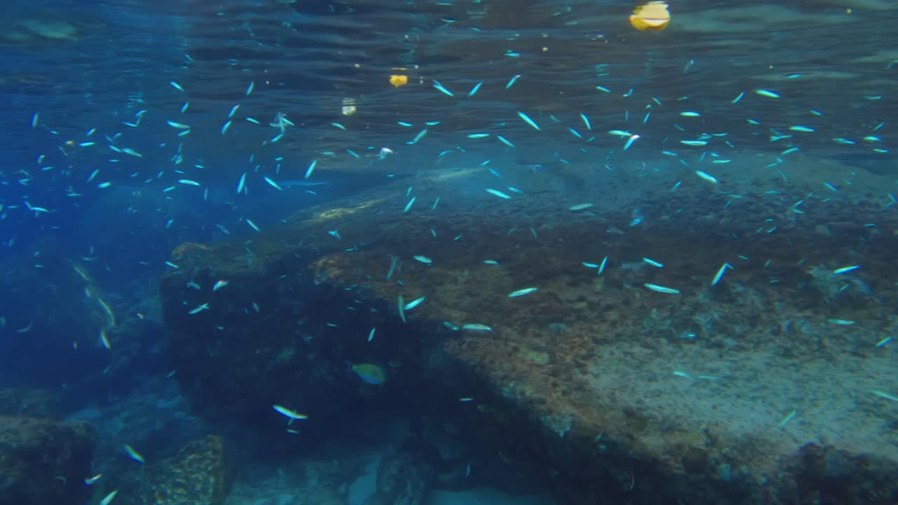 buceo cerca de las rocas, pequeños peces azules que se mueven, cámara lenta, mahe, seychelles
