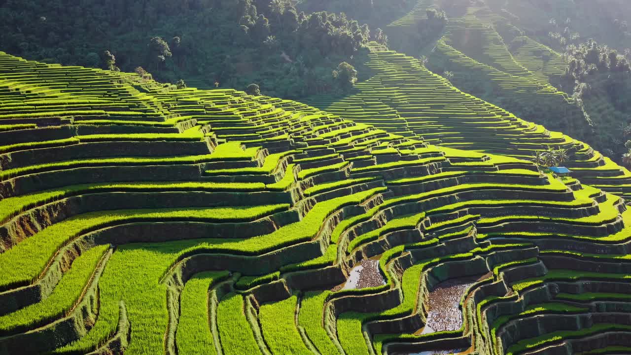 Aerial view of lush green terraced rice fields on a hillside, capturing the serene landscape