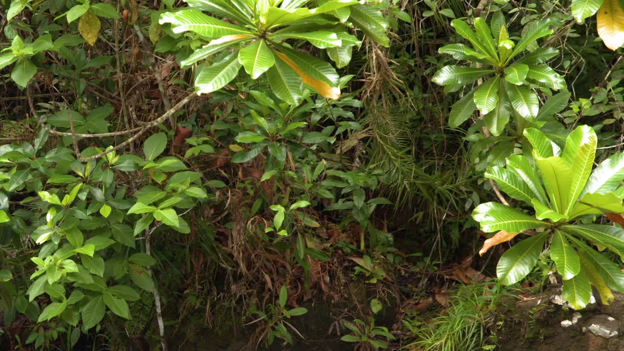 Bidikan medium statis tanaman tropis hijau cerah dan dedaunan lebat di hutan hujan Palau
