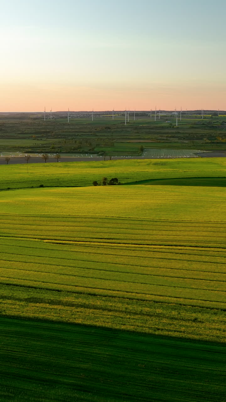 Stunning vertical drone footage of a vast rapeseed field with a wind farm on the horizon during a beautiful sunset. Perfect for content on renewable energy, agriculture, and sustainability