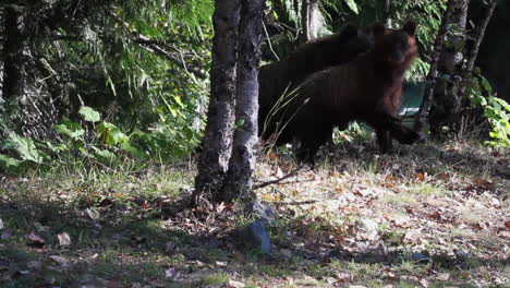 two cautious grizzly bear cubs look to camera