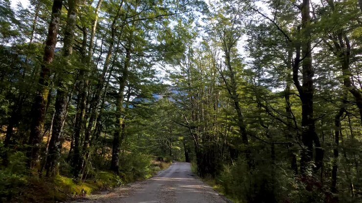 Vehicle travels gravel road through lush forest, mountain scenery, soft daylight, steady forward camera movement