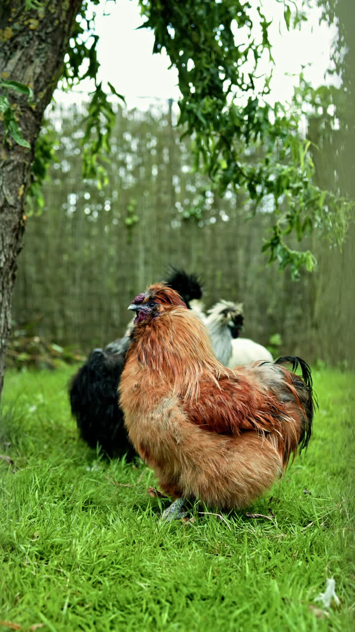 Evcil hayvan tavukların bulunduğu çiftlik. Yeşil çimli bir avluda yürüyen tavuklar. Tarlada serbest gezen tavuklar. Evcil hayvanların olduğu hayvanat bahçesi.