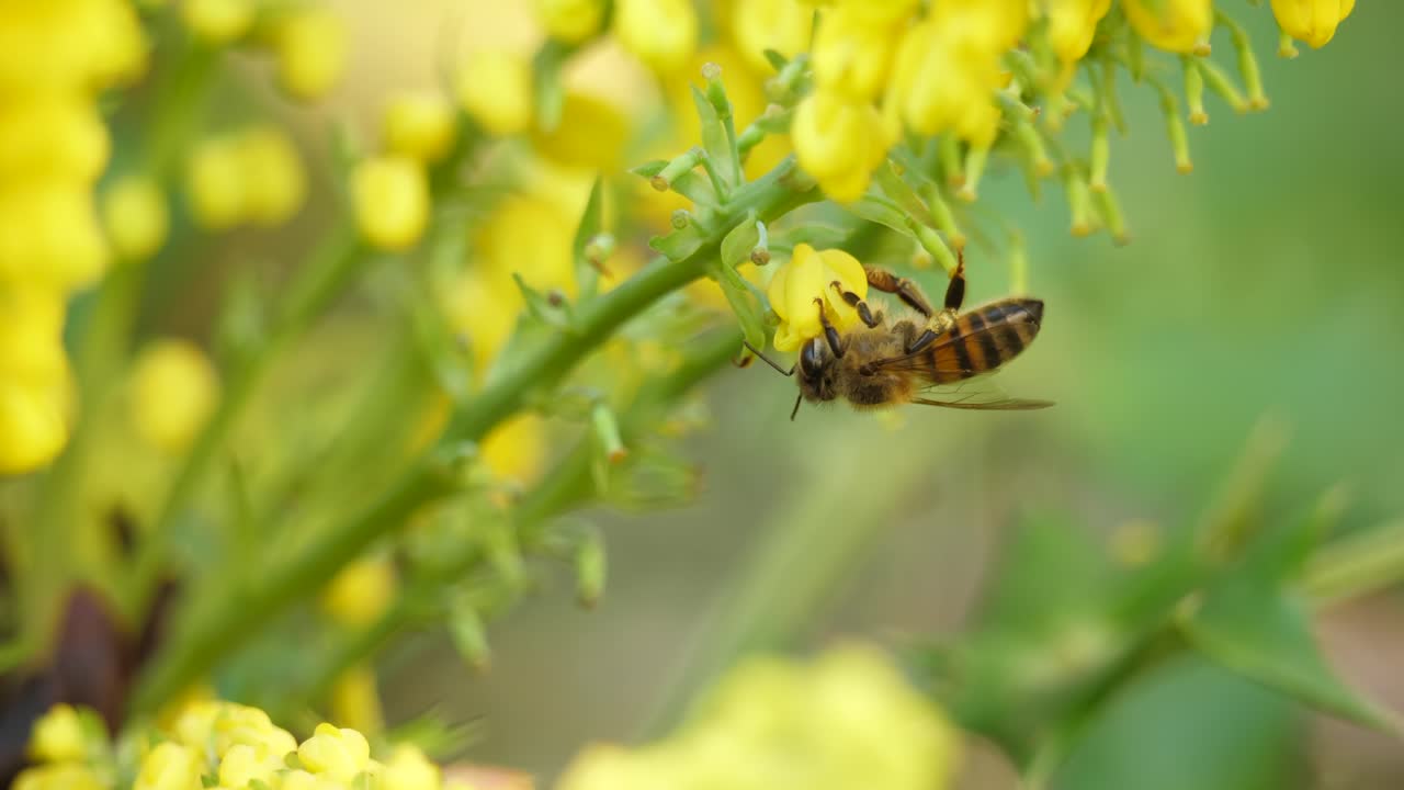 근접 촬영:마호니아 오이와켄시스 꽃에 수분을 공급하고 맴돌고 있는 아프리카 꿀벌