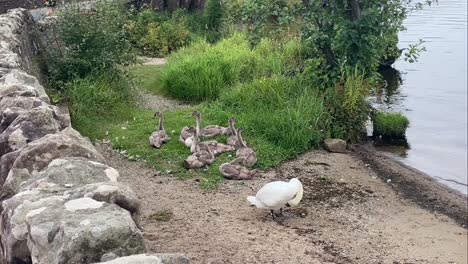 a family of swans with baby signets on the shore of loch lomond