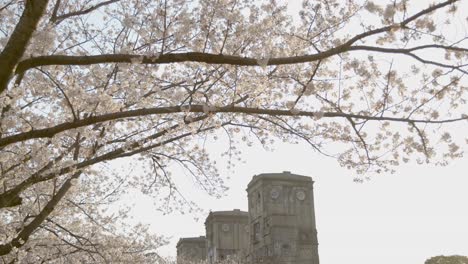 the best cherry blossom in yokohama