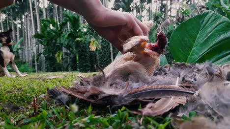 close up of hands plucking chicken, dog in background