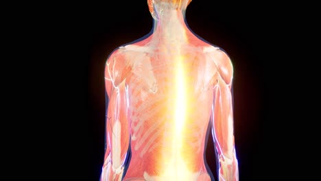 3d rendered medically accurate animation of a painful back