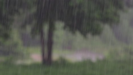rain comes in the jungle anytime and one must enjoy the most out of it