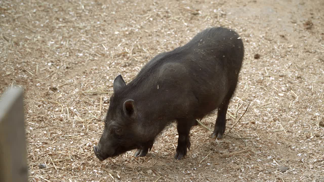 el cerdo está durmiendo.