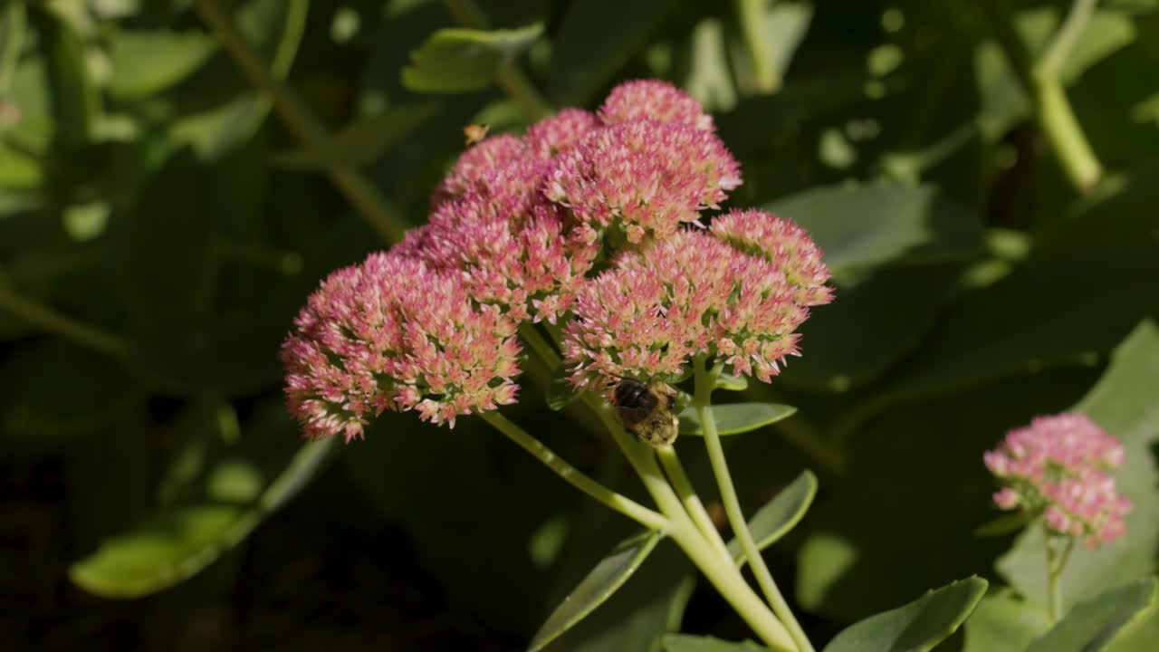 Extreme close up look at pink tipped blooms.