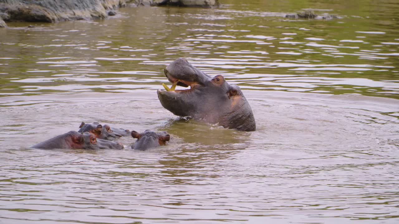 filmación de video en la naturaleza de una familia de hipopótamos en un estanque en la sabana africana en un tour de safari