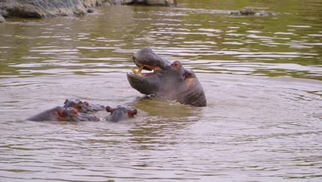 filmagem de vídeo na selva de uma família de hipopótamos em uma lagoa na savana africana em um passeio de safári