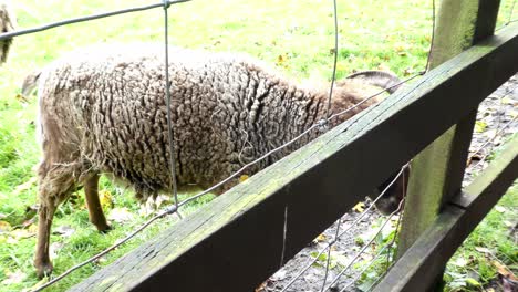 brown mountain male ram scratching itchy head on wooden fence