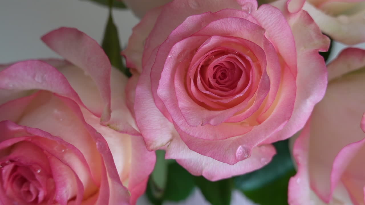 Close up of white and pink roses in a vase near a window