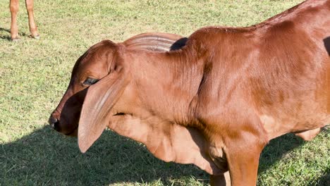 young brown calf in a field