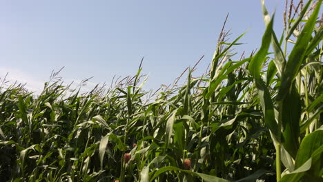 Eine-Landwirtschaftliche-Maisernte,-Die-An-Einem-Sonnigen-Tag-Im-Vereinigten-Königreich-Im-Wind-Weht