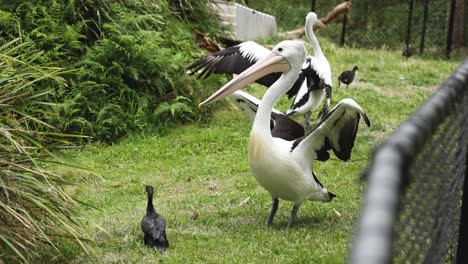 pelicans displaying behavior, observed by birds