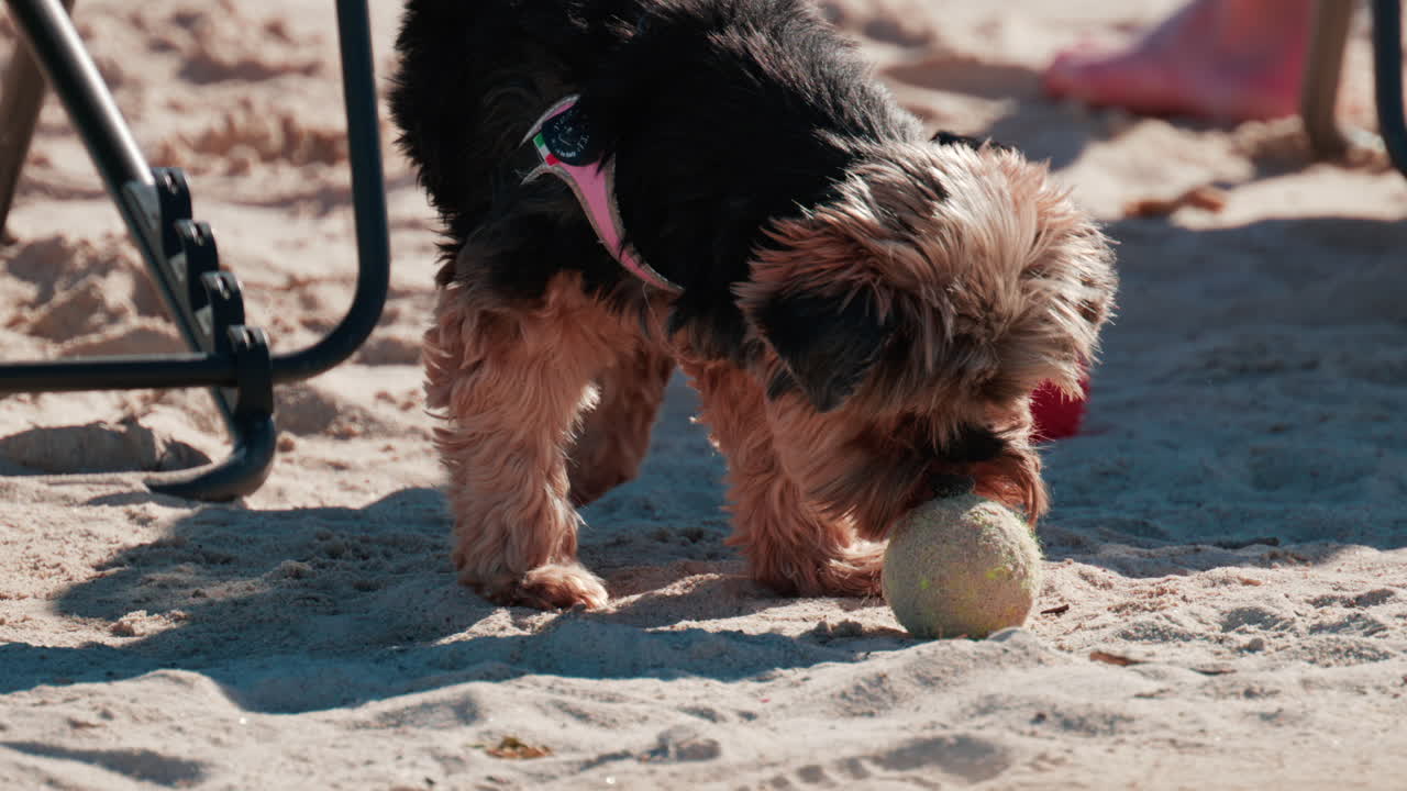 A small fluffy dog plays with a tennis ball on the sandy beach in Cannes, France
