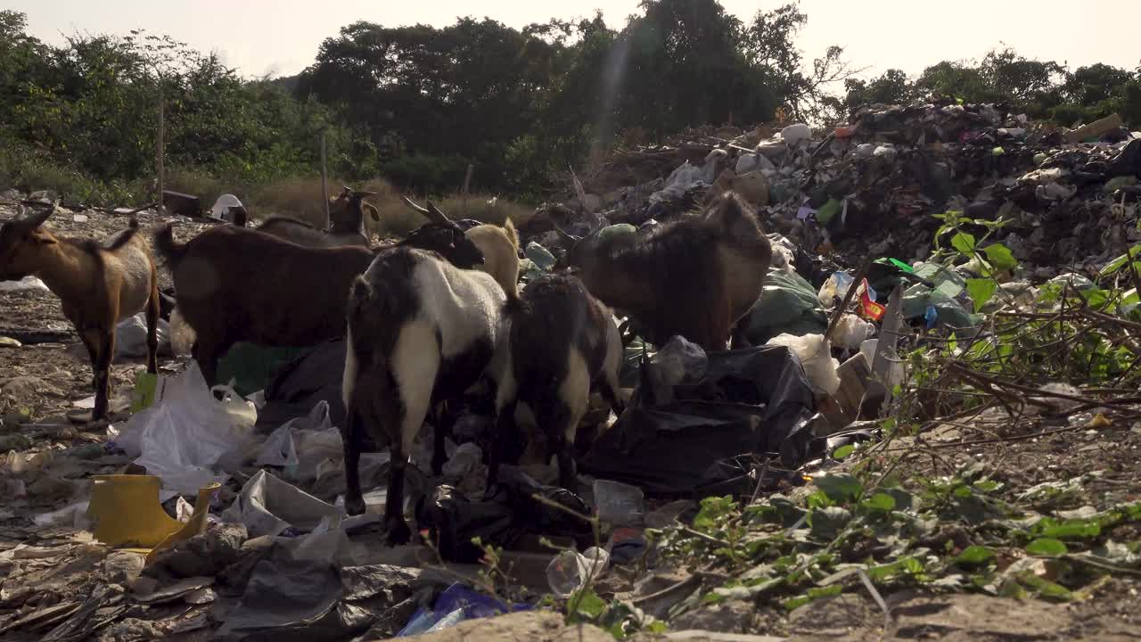 cabras comiendo de bolsas de basura de plástico tiro constante 4k asia, tailandia filmado con sony ax700