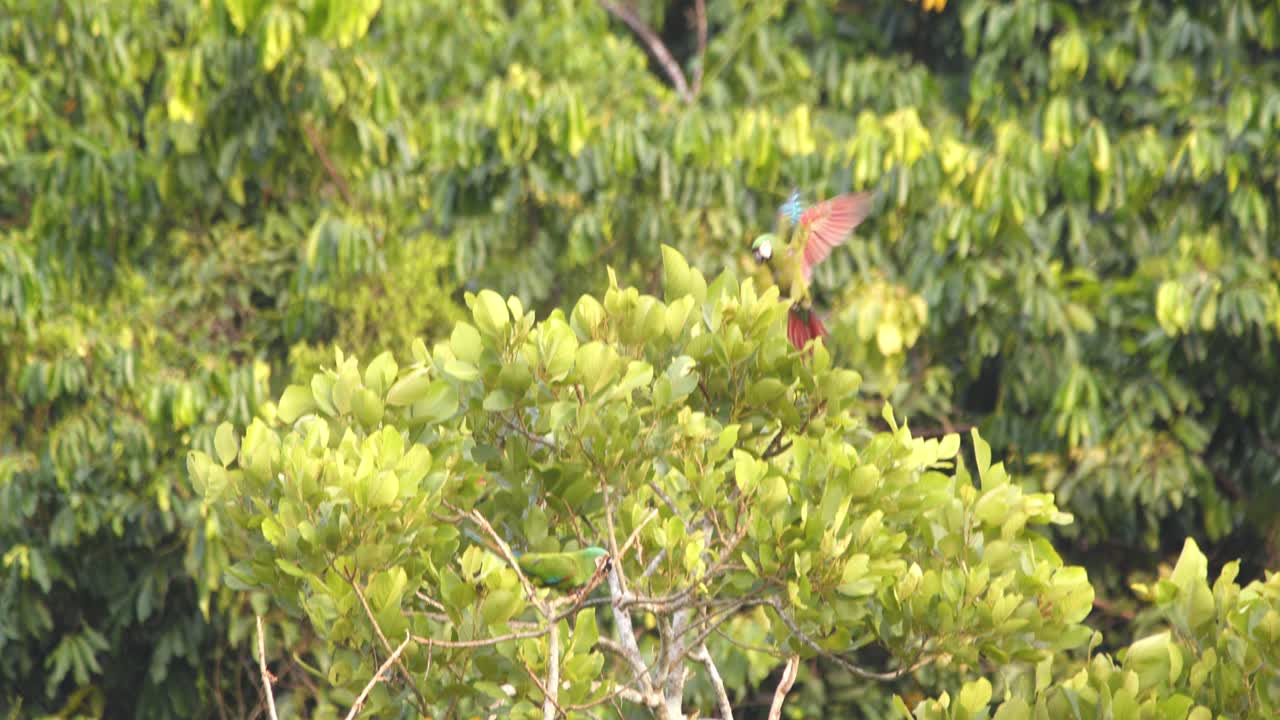Red Bellied macaw lands on the tree top joining its partner who is already perched in the canopy