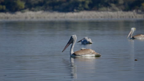 tracking shot great white pelican at lake kerkini greece on sunny day