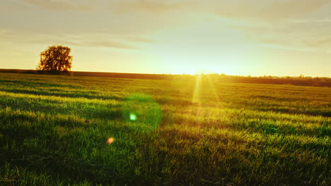 beautiful scenery - green meadow at sunset with a lonely tree on the horizon 1