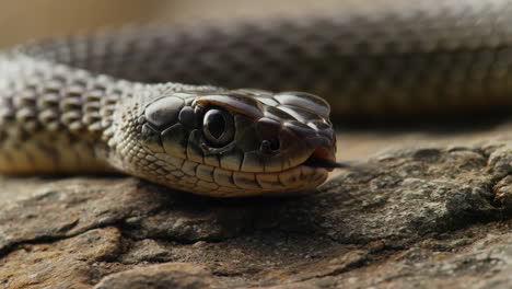 close-up of a snake on a rock