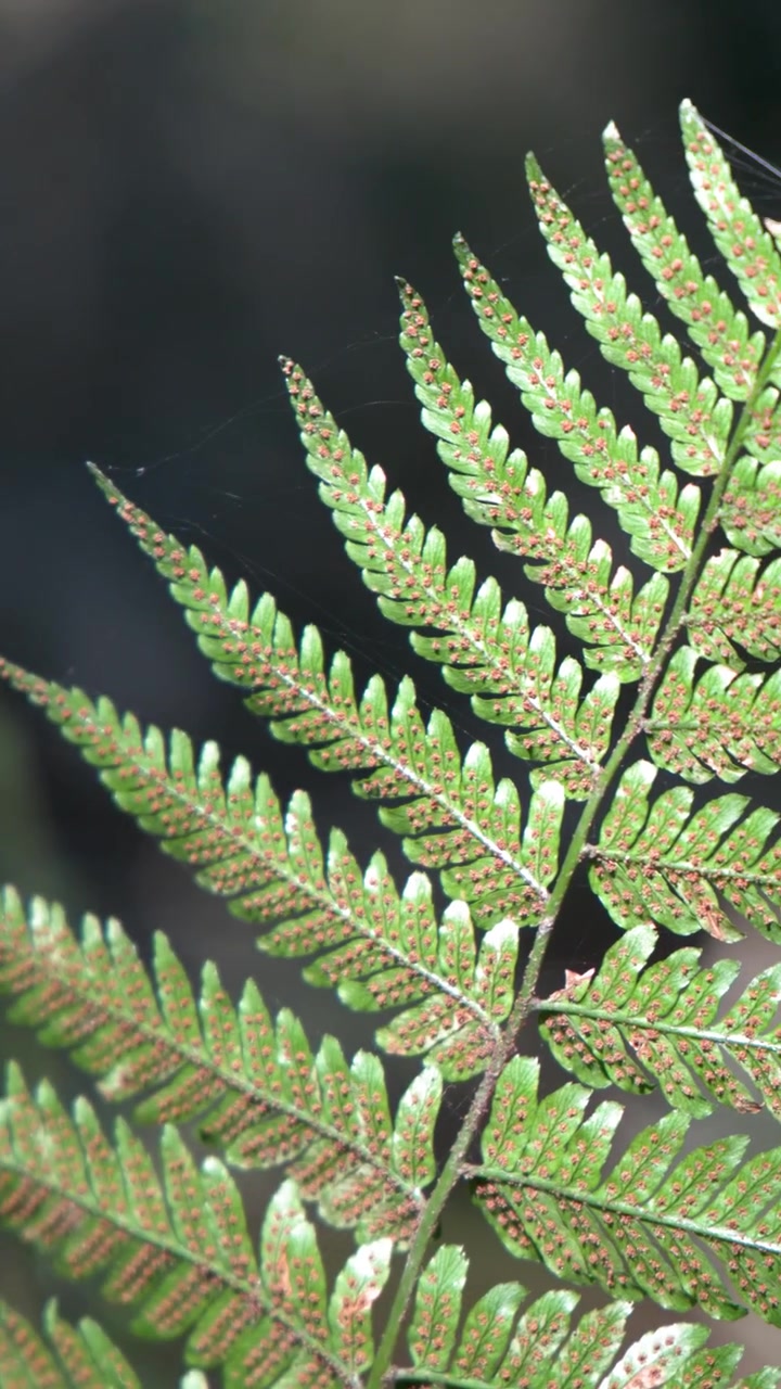 Detailed macro shot of a green fern leaf with visible spores in Tokyo, Japan.