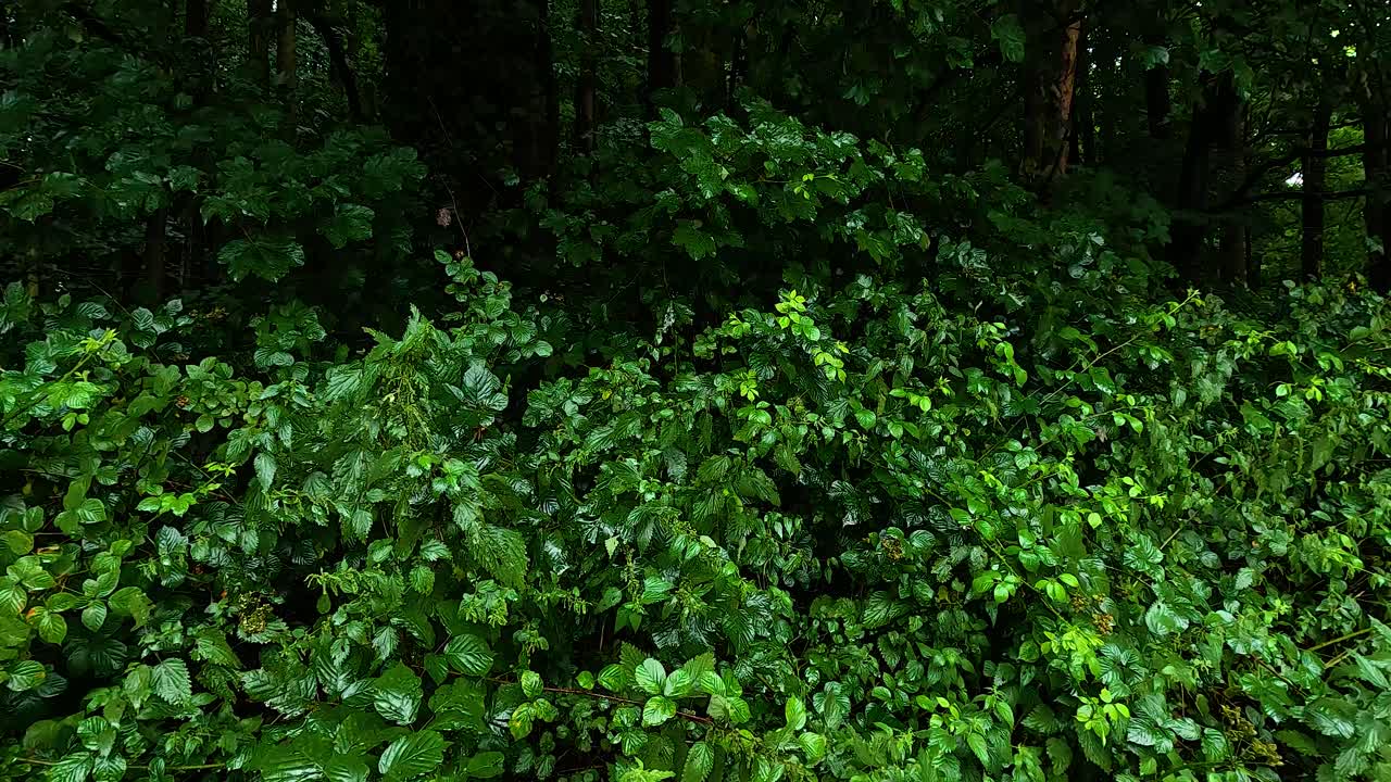 follaje denso en un entorno forestal vibrante