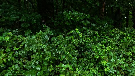 follaje denso en un entorno forestal vibrante