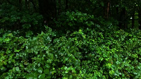 dense foliage in a vibrant forest setting