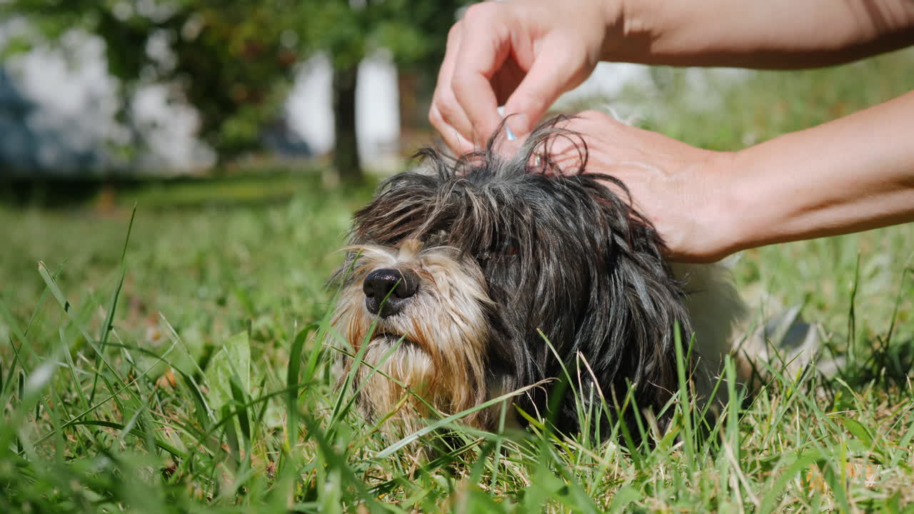 tratar a un perro esponjoso por garrapatas