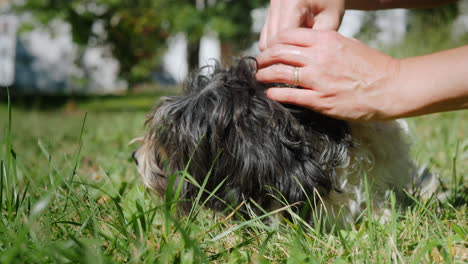 treating a fluffy dog for ticks