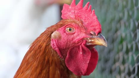 a group of white chickens with white feathers and a red beak poultry farm a group of white chickens with white feathers and a red beak