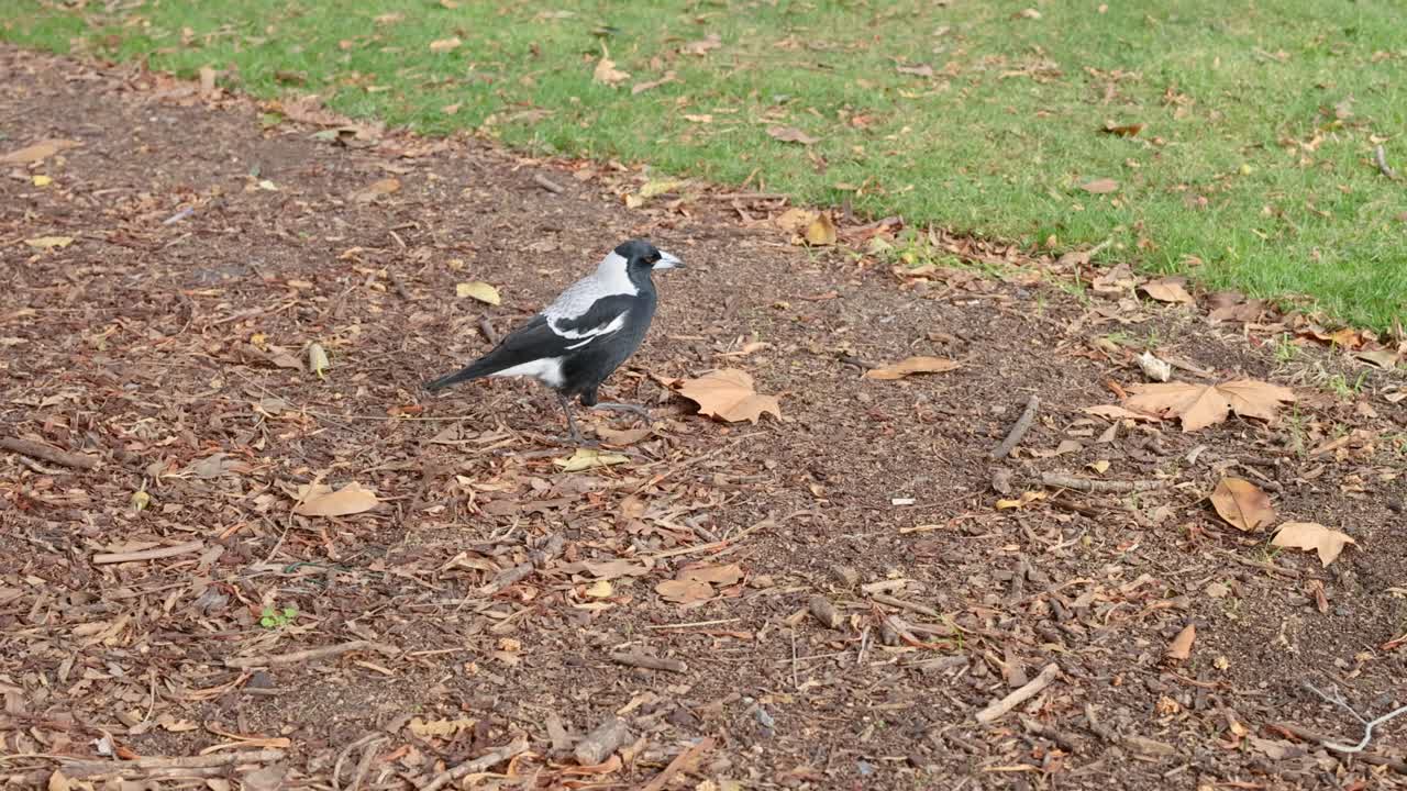 공원 에서 치 위 를 고 있는 마기