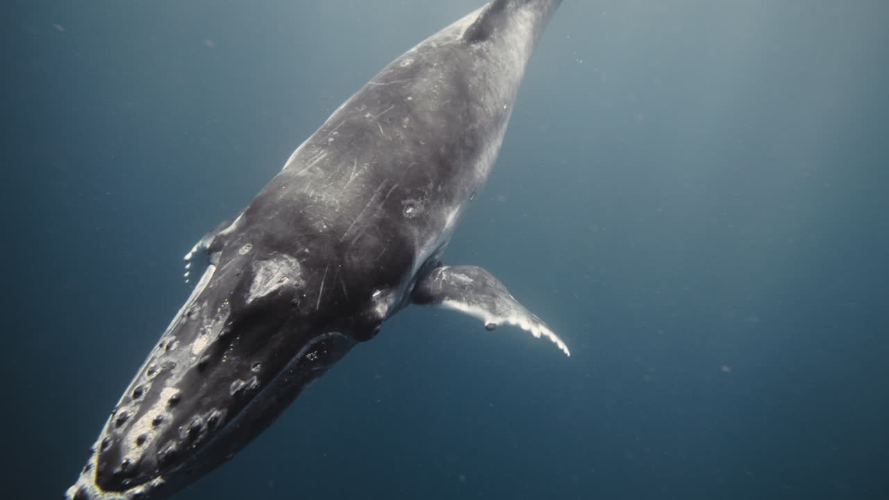 Deep dark blue grey water below Humpback whale diving into depths