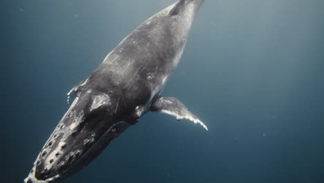 Agua-Gris-Azul-Oscuro-Profunda-Debajo-De-La-Ballena-Jorobada-Sumergiéndose-En-Las-Profundidades