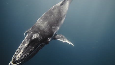 Deep dark blue grey water below Humpback whale diving into depths