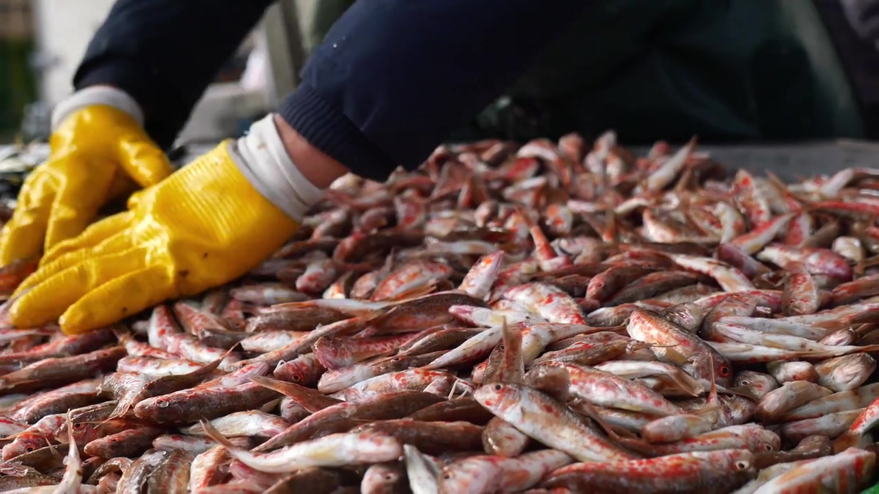 Person in Yellow Gloves Sorting Fresh Red Mullet Fish