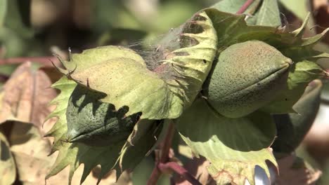 Closed-cotton-fruit-in-California,-USA