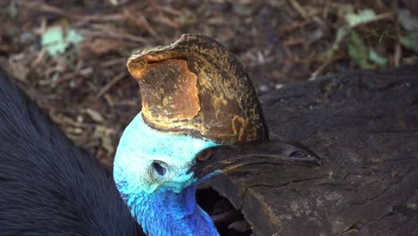 Close-up-portrait-head-shot-capturing-a-southern-cassowary-casuarius-casuarius-johnsonii,-resting-and-roosting-on-the-ground-in-the-forest-environment,-staring-fiercely-at-the-camera-and-turn-away