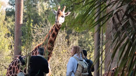 jirafa comiendo hojas mientras la gente observa en el zoológico