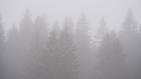 foggy forest