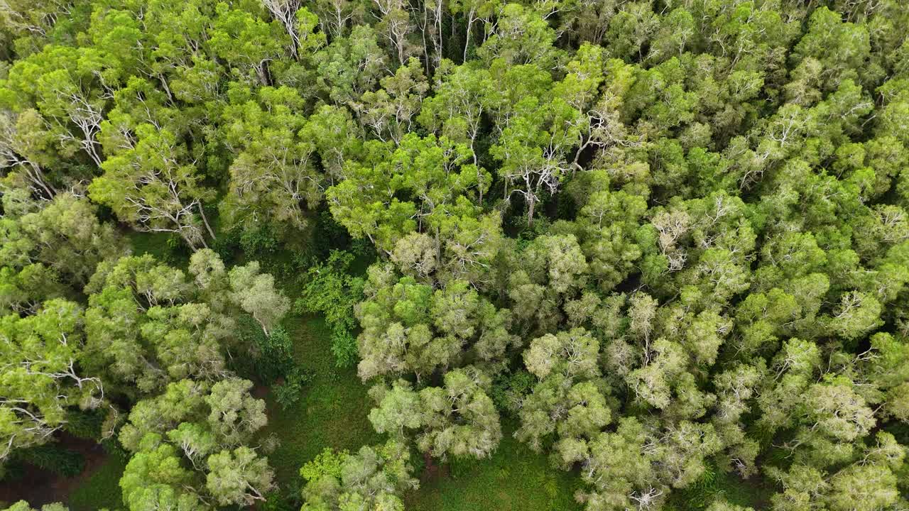 Drone captures sweeping aerial views of dense, vibrant forest in Port Douglas, Australia, highlighting lush greenery and natural beauty