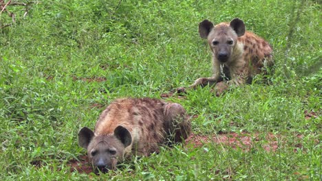 two spotted hyenas rest together in the bush and listen to their surroundings