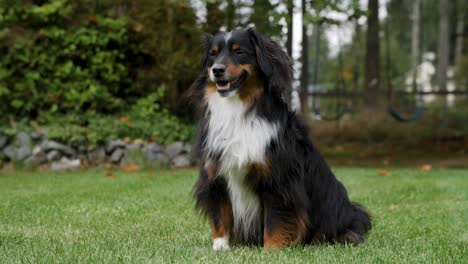 a smiling mini australian shepherd sitting upright in a beautiful lawn of grass